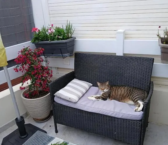 Savane Prestige Esprit Safari Chez Fred * Gorron